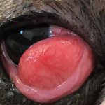 Cherry Eye