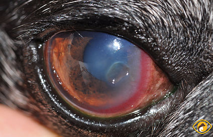 Stromal Corneal Ulcers: disease entity, diagnosis and management