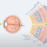 Electroretinography: schematic of the retinal layers and cell types that generate the ERG response