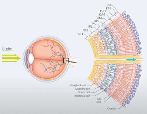 Electroretinography ERG Retinal Layers Diagram Electroretinography: schematic of the retinal layers and cell types that generate the ERG response